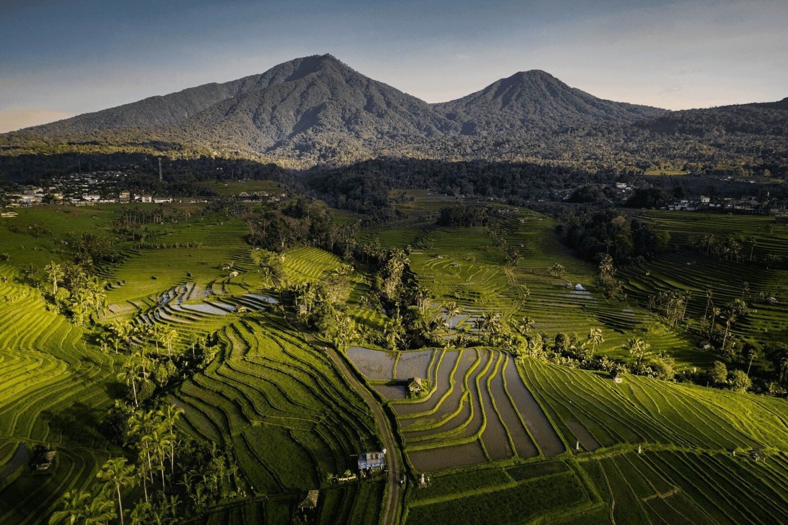 Bali Standard