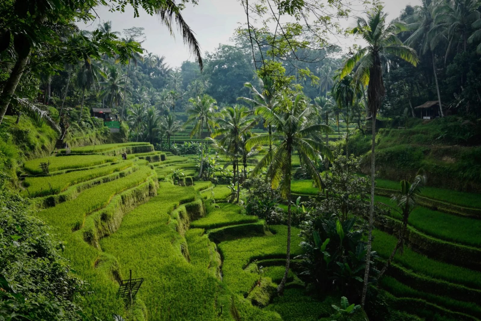 Bali Standard